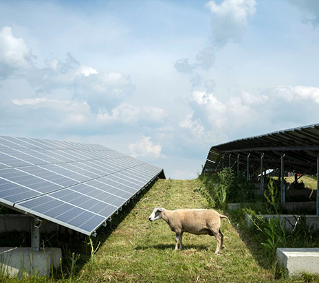Schafe fressen Senfpflanzen im Solarpark in Gelderland, Niederlande